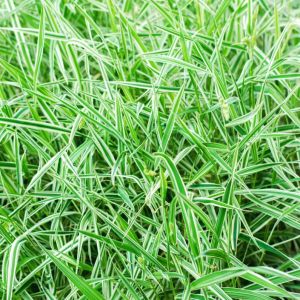 Glyceria maxima ‘Variegata’ – Glyceria aquatica ‘Variegata’ – Poa aquatica – Reed Sweet Grass – Reed Meadow Grass – Manna Grass – get a quote