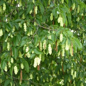 Ostrya carpinifolia – European Hop Hornbeam – Hop-Hornbeam – get a quote