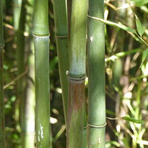 Phyllostachys nigra ‘Boryana’ – Black Bamboo – get a quote