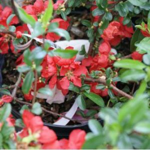 Chaenomeles japonica – Chaenomeles maulei – Japonica – Japanese Flowering Quince – Flowering Quince – get a quote