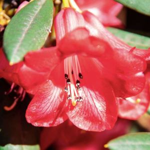 Rhododendron neriiflorum – Azaleas – get a quote