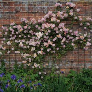 Rosa ‘Phyllis Bide’ – Rose ‘Phyllis Bide’ get a quote