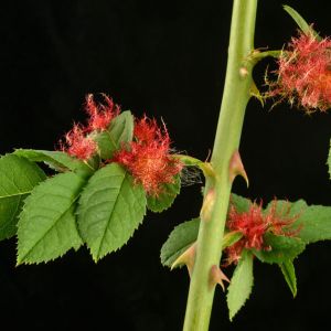 Mossyrose Gall Wasp – Dioplolepsis rosae get a quote