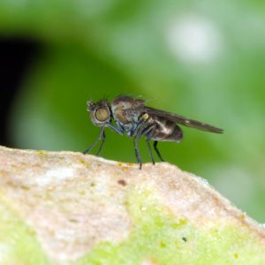 Shore Flies – Scatella stagnalis get a quote