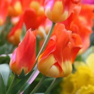 Tulipa ‘Juan’ – Tulip ‘Juan’ get a quote