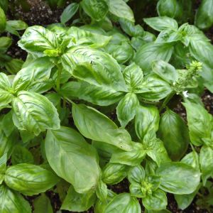 Basil – Sweet Basil – herb get a quote