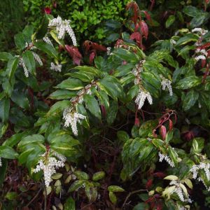 Leucothoe f. ‘Scarletta’ – Drooping Leucothe – Fetter Bush – Pearl Flower – Switch Ivy – get a quote