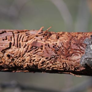 Dutch Elm Disease get a quote