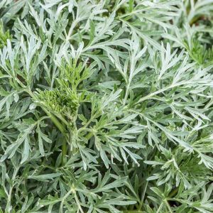 Artemisia vulgaris – Mugwort – Sagebrush – Wormwood get a quote
