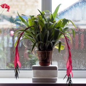 Billbergia – Vase Plant – Bromeliad get a quote