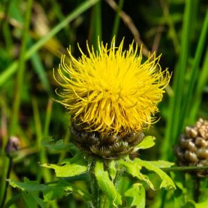 Centaurea macrocephala – Giant Knapweed – Globe Cornflower – Hardheads – Knapweed – Cornflower – get a quote