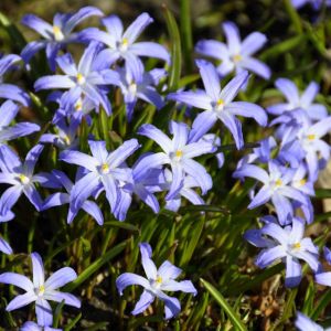 Chionodoxa luciliae – Chionodoxa gigantea- Glory of the Snow – get a quote