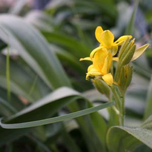 Hypoxis hemerocallidea – Hypoxis rooperi – Starflower – Star Grass – get a quote