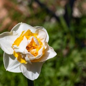 Narcissus ‘Unique’ – Daffodil ‘Unique’ – Bulbs get a quote