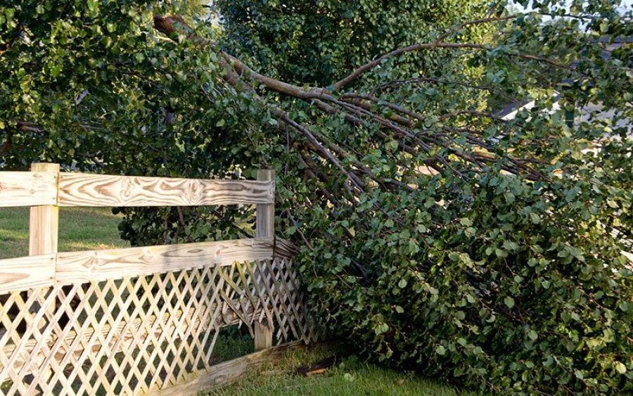 Fall cleanup overgrown tree