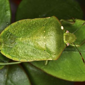 Southern Green Stink Bug – Nezara viridula get a quote