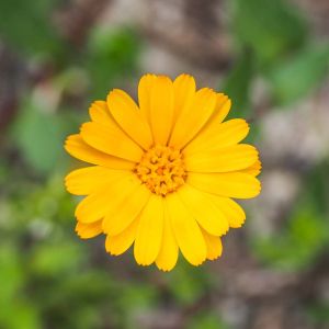 Calendula arvensis – Field Marigold – Marigold – get a quote