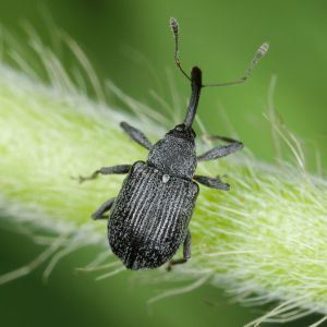 Strawberry Bud Weevil – Anthonomus signatus get a quote