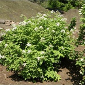 Spiraea fritschiana – Fitsch spiraea – get a quote