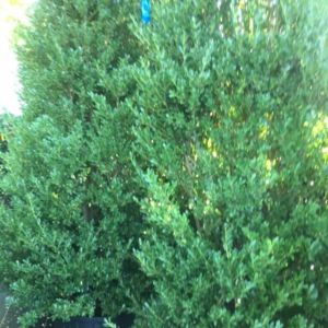 ilex red Acadiana – Holly get a quote