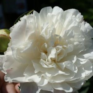 Peony ‘Charles White’ – Paeonia get a quote