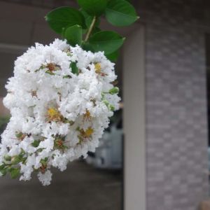 Lagerstroemia – Crape Myrtle – Crepe Myrtle – get a quote