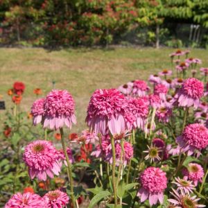 Echinacea purpurea ‘Razzmatazz’ – Coneflower – get a quote
