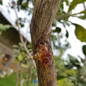 Brown Rot Gummosis – Monilinia fructicola – Monilinia laxa get a quote