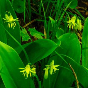 Clintonia borealis – Bluebead Lily – Corn Lily – get a quote