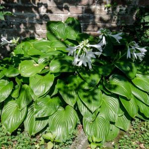Hosta plantaginea – August Lily – Fragrant Plantain Lily – Plantain Lily plantaginea – August Lily – Fragrant Plantain Lily get a quote