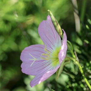 Oenothera speciosa ‘Siskiyou’ – White Evening Primrose – Showy Evening Primrose – Evening Primrose – Sundrops – get a quote