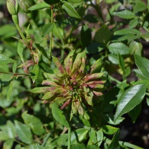 Rosa x odorata ‘Viridiflora’ – Rose chinensis ‘Viridiflora’ – Rose ‘Lu E’ – Rose ‘Viridiflora’ – Green rose – get a quote