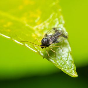 Walnut Lace Bug – Corythuca juglandis get a quote