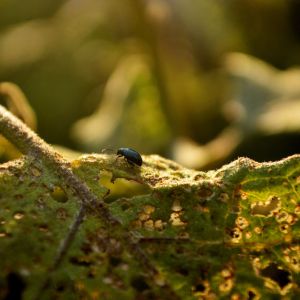 Eggplant Flea Beetle – Epittrix fuscula get a quote