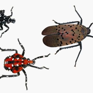 Spotted Lanternfly – Lycoma delicatula get a quote