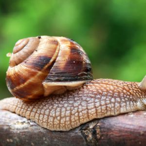 Brown Garden Snail get a quote