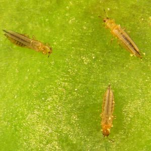 Flower Thrips – Frankliniella tritici get a quote