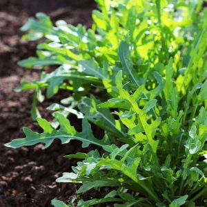 Arugula – Eruica vesicaria – herb get a quote