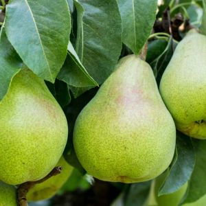 Pyrus – Pear – Bartlett Pear tree get a quote