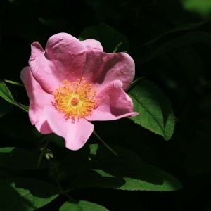 Rosa virginiana – Rose lucida – Virginia Rose- get a quote