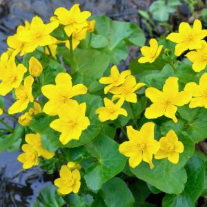 Caltha palustris – Kingcup – Marsh Marigold – get a quote