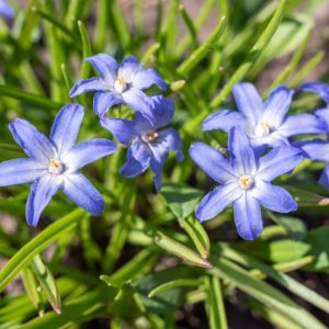 Chionodoxa sardensis – Glory of the Snow – get a quote