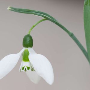 Galanthus gracilis – Galanthus elwesii var. minor – Galanthus graecus of gardens – Snowdrop – get a quote