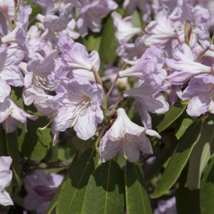 Rhododendron fortunei – Azaleas – get a quote