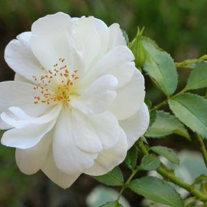 Rosa ‘Katherina Zeimet’ – Rose ‘White Baby Rambler’ – get a quote