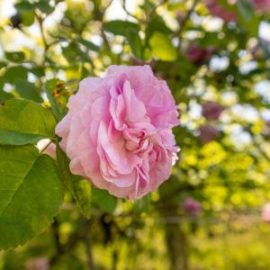 Rosa x odorata ‘Pseudindica’ – Rose ‘Beauty of Galzenwood’ – Rose ‘Gold of Ophir’ – Rose ‘San Rafael’ – get a quote