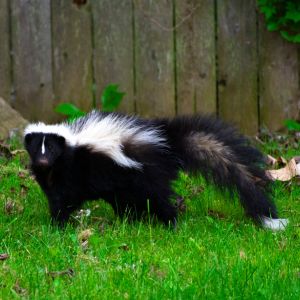 Skunk get a quote