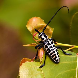 Cottonwood Borer – Plectodera scalator get a quote