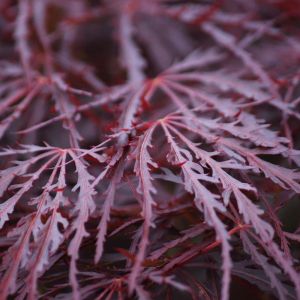 Acer palmatum ‘Crimson Queen’ – Japanese Maple – Maple get a quote