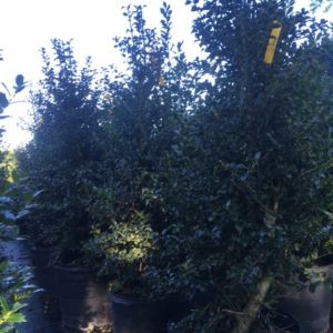 ilex meserveae x ‘Dragon Lady’ – Blue Holly – Meserve Holly – Hybrid Blue Holly – Holly get a quote